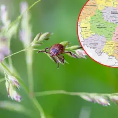 Kiedy jest najwięcej kleszczy? Sezon, zagrożenia i jak się chronić przed ukąszeniami