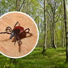 Kogo kleszcze omijają? Sprawdź, kto jest bezpieczny przed ukąszeniami