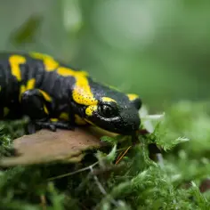 Czym się żywi salamandra plamista? Odkryj jej zaskakującą dietę