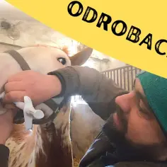 Czy odrobaczanie konia przed jedzeniem jest bezpieczne i skuteczne? Praktyczne porady