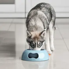 Jaka karma dla husky zapewni zdrowie i energię Twojemu psu?