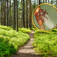 Latające kleszcze jak wyglądają – jak je rozpoznać i uniknąć zagrożenia