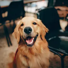 Czy golden retriever śmierdzi? Poznaj prawdę o zapachu tej rasy