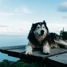 Husky leżący na drewnianym tarasie z widokiem na morze i niebo.