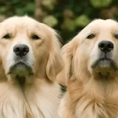 Adopcja szczeniaka golden retriever w Île-de-France: co musisz wiedzieć