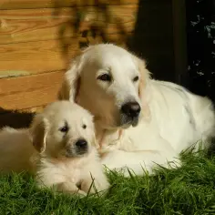 Kiedy rośnie sierść golden retrievera? Kluczowe etapy rozwoju