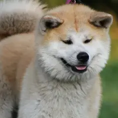 Akita Inu: Dlaczego sierść to nie włosy? Odkryj różnice