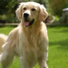 Golden retriever czy często choruje? Odkryj najważniejsze problemy zdrowotne