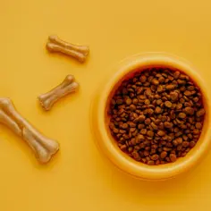 Czy Purina to dobra karma dla psa? Sprawdź, co musisz wiedzieć