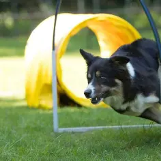 Jak wytresować border collie: skuteczne metody na posłusznego psa
