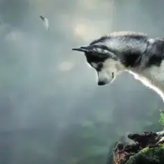 Czy husky szczeka? Odkryj, dlaczego mogą wyć zamiast szczekać