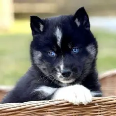 Ile kosztuje husky syberyjski? Ceny szczeniąt i utrzymania w Polsce