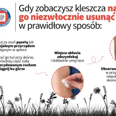 Kleszcz u człowieka – co robić, by uniknąć groźnych chorób i błędów?
