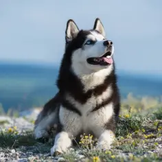 Czy husky jest dobry dla dzieci? Poznaj plusy i wyzwania tej rasy