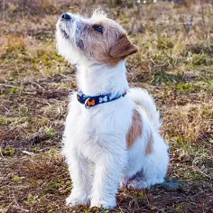 Jak wytresować jack russell terrier, aby uniknąć frustracji i problemów