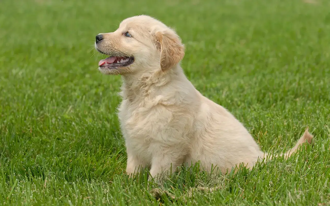 Pielęgnacja sierści Golden Retriever Labrador