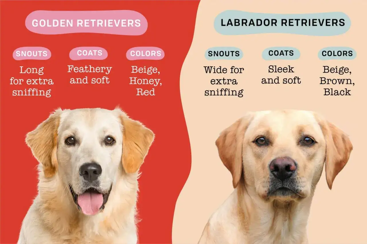 Labrador Retriever vs Golden Retriever porównanie
