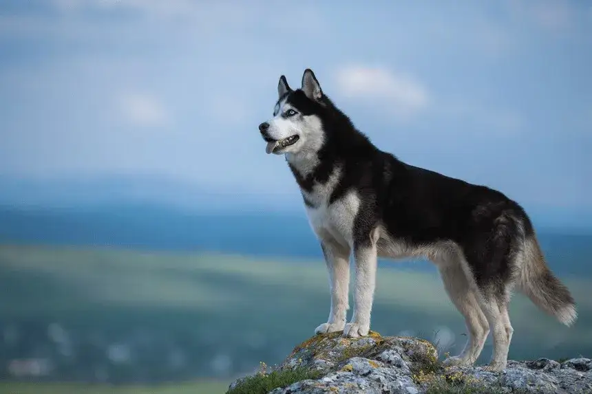 Zdjęcie Jak długo żyją husky? Odkryj tajemnice ich długowieczności