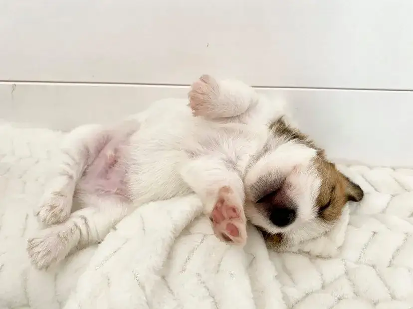 Zdjęcie Jak wytresować jack russell terrier, aby uniknąć frustracji i problemów