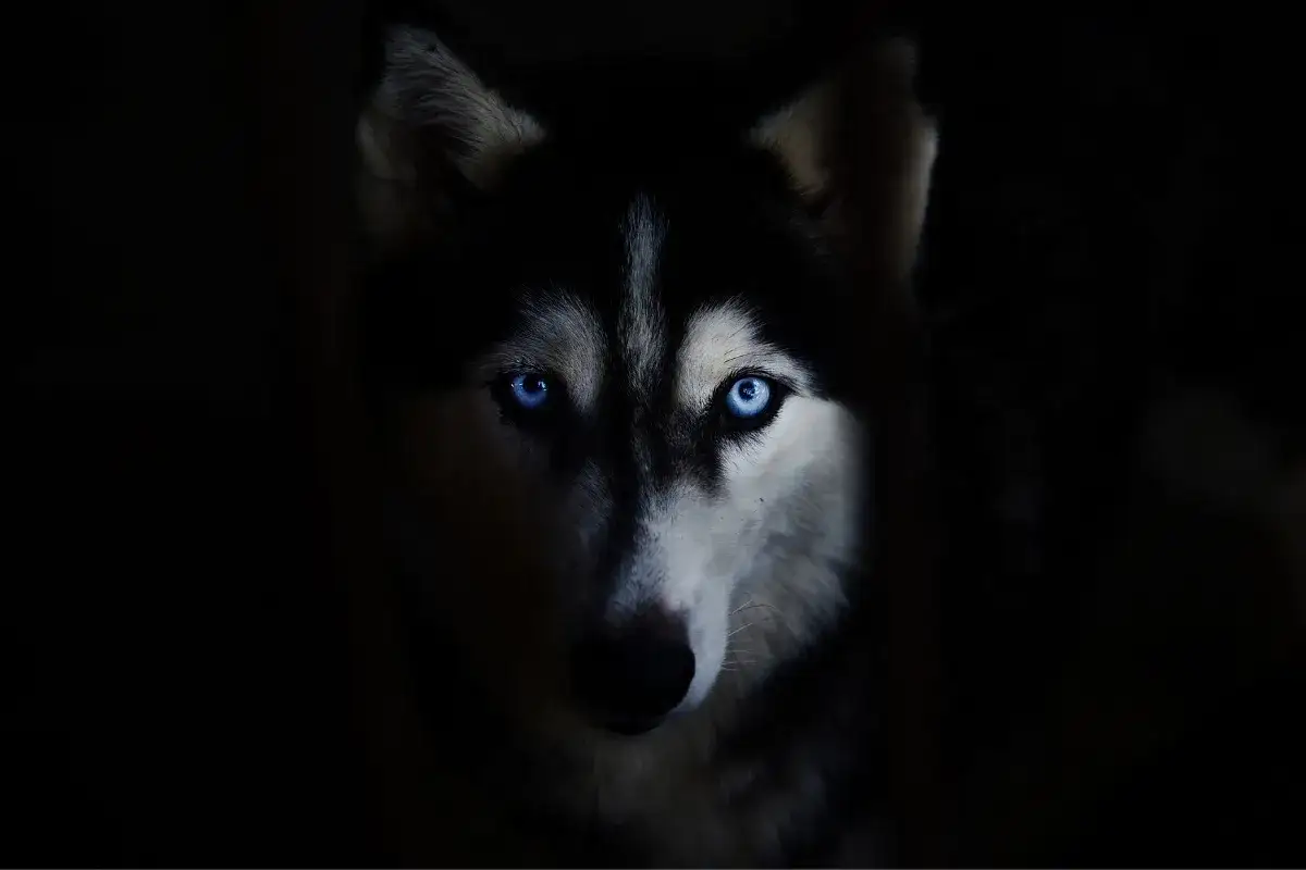 Zdjęcie Czy husky szczeka? Odkryj, dlaczego mogą wyć zamiast szczekać