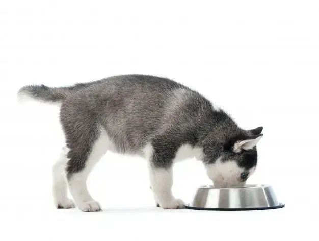 Zdjęcie Ile dziennie je husky? Odkryj idealną porcję dla zdrowia psa