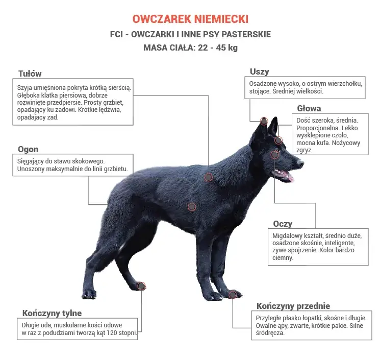 Zdjęcie Ile waży owczarek niemiecki? Odkryj wagi samców i suk oraz zdrowie