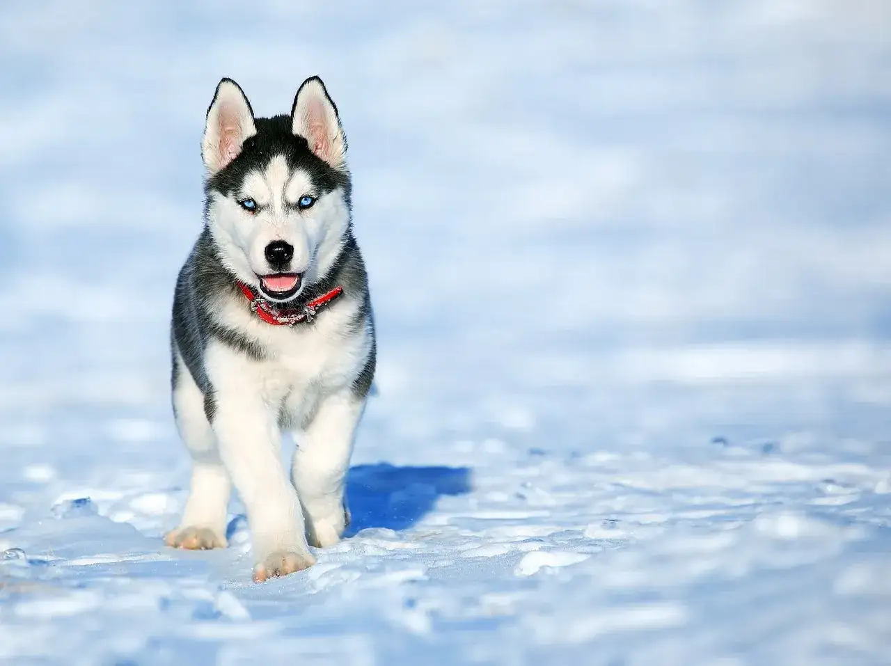 Zdjęcie Ile kosztuje husky z rodowodem? Ceny, które zaskoczą każdego właściciela