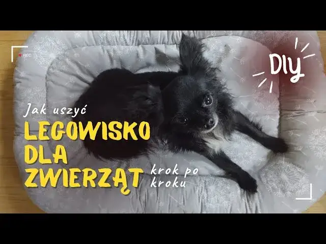Zdjęcie Jak uszyć legowisko dla psa - prosty wykrój i praktyczne porady