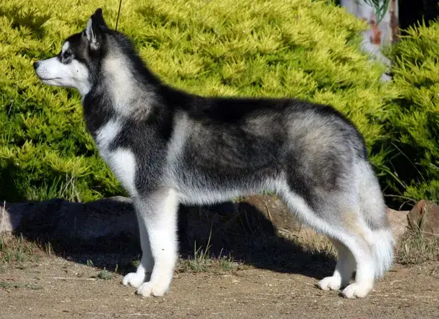 Zdjęcie Ile km dziennie powinien chodzić husky? Kluczowe informacje dla właścicieli