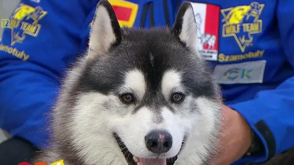 Zdjęcie Jak odróżnić husky od malamuta - kluczowe różnice i cechy