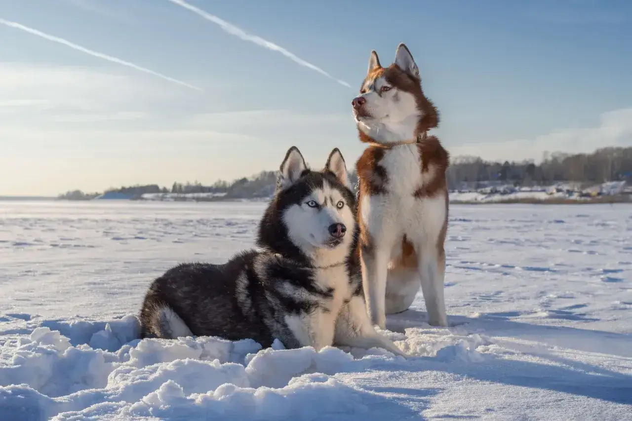 Zdjęcie Czy husky jest dobry dla dzieci? Poznaj plusy i wyzwania tej rasy