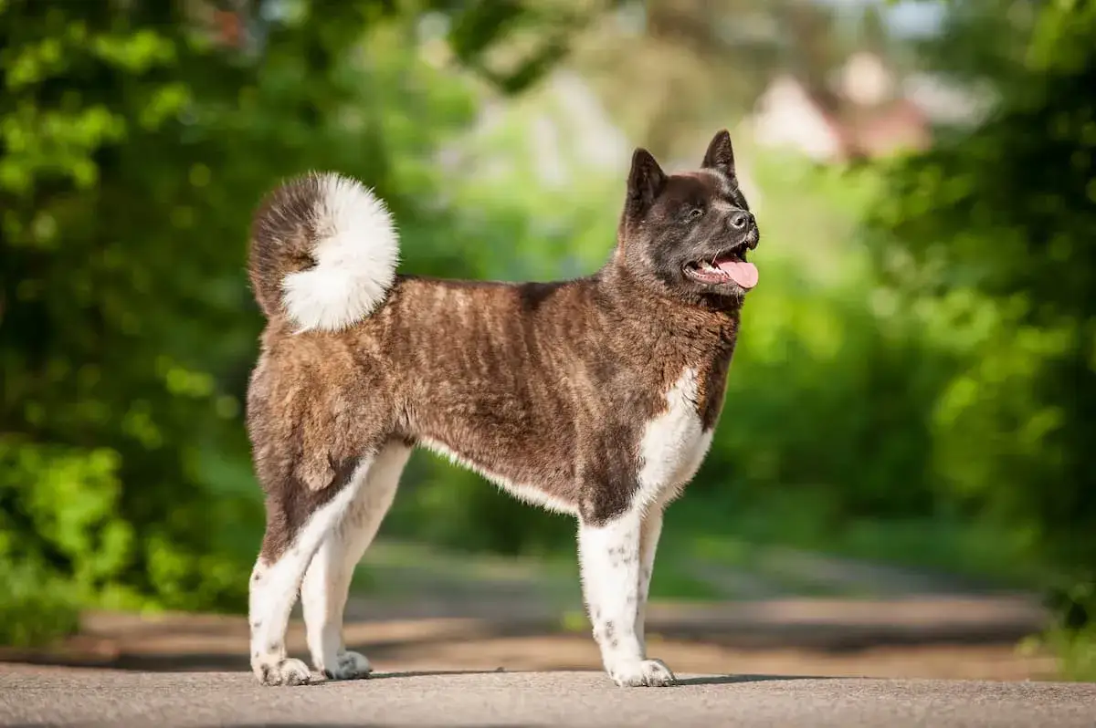 Zdjęcie Akita Inu: Dlaczego sierść to nie włosy? Odkryj różnice