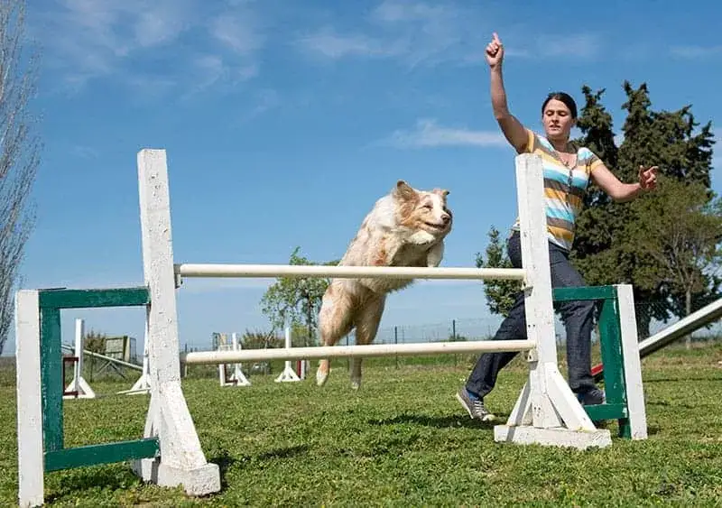 Zdjęcie Jak wytresować border collie: skuteczne metody na posłusznego psa