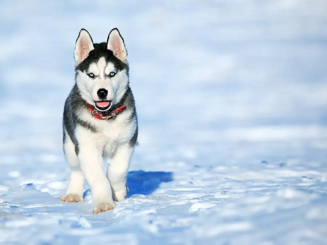 Zdjęcie Ile kosztuje husky syberyjski? Ceny szczeniąt i utrzymania w Polsce