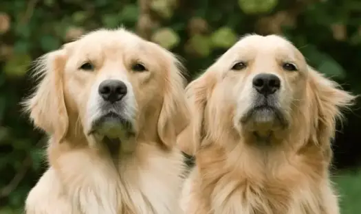 Adopcja szczeniaka golden retriever w Île-de-France: co musisz wiedzieć