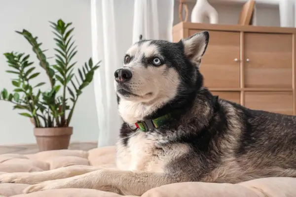 Jak wygląda pies husky? Cechy, kolory i charakterystyka rasy
