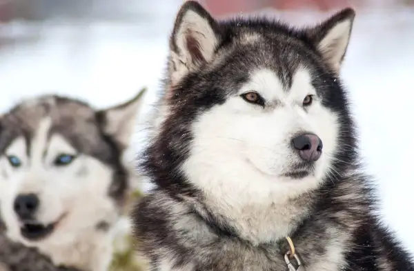 Jak wychować husky'ego: skuteczne metody i porady na każdy dzień