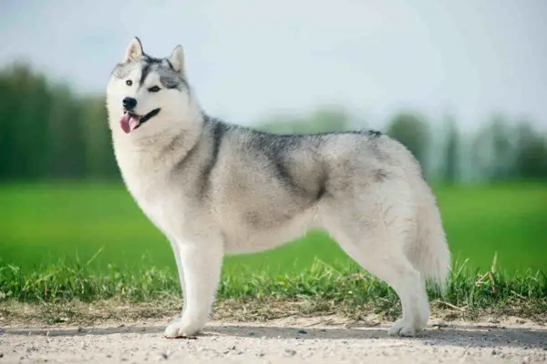 Czy husky jest agresywny? Poznaj prawdę o ich temperamencie