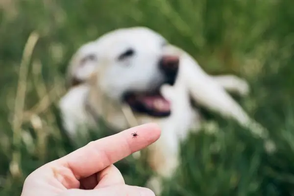 Tabletka czy obroża na kleszcze - co lepsze dla Twojego psa?