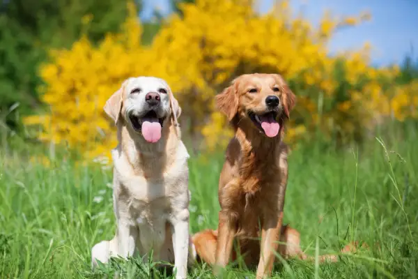 Labrador vs Golden: Który pies dla Ciebie? Porównanie kluczowych cech