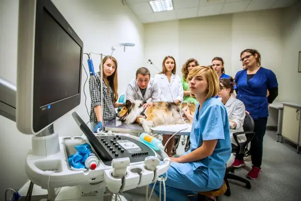 Gdzie pracuje weterynarz? Miejsca pracy, zarobki i perspektywy kariery