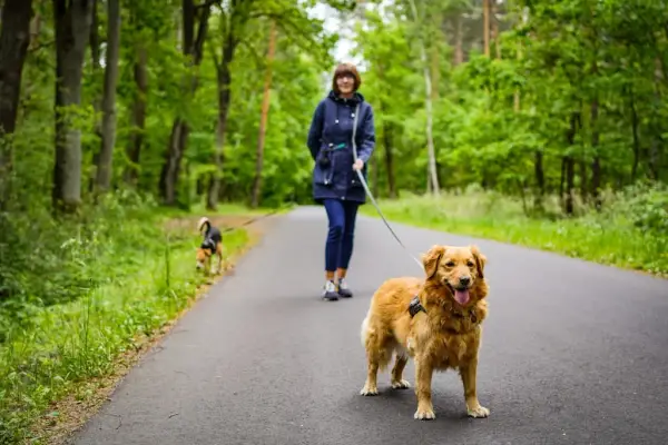 Petsitter – ważna osoba nie tylko dla zwierzaka. Kiedy warto zdecydować się na tego typu usługi i jak przygotować na to pupila?