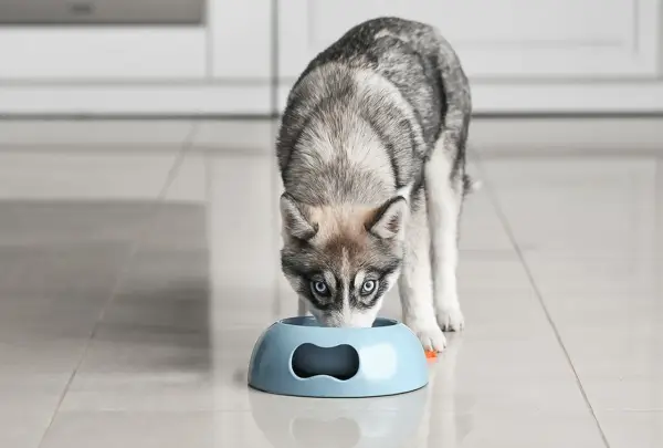 Jaka karma dla husky zapewni zdrowie i energię Twojemu psu?