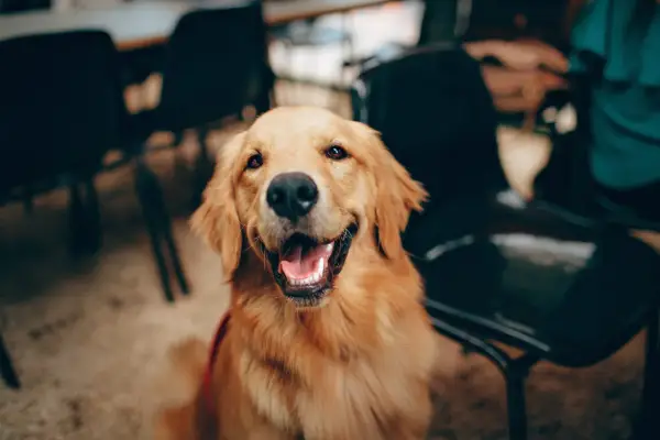 Czy golden retriever śmierdzi? Poznaj prawdę o zapachu tej rasy