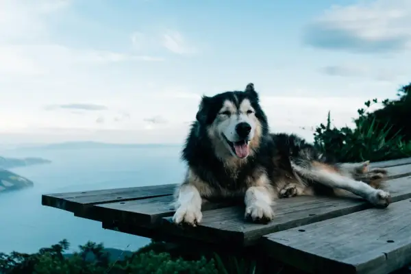 Ile km dziennie powinien chodzić husky? Kluczowe informacje dla właścicieli