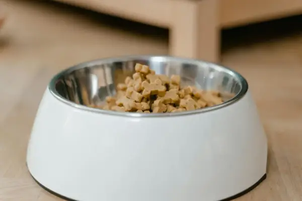 Karma monoproteinowa dla psa – kiedy to naprawdę ma sens?