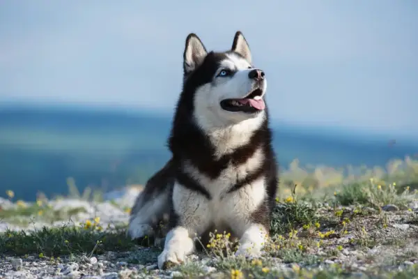 Czy husky jest dobry dla dzieci? Poznaj plusy i wyzwania tej rasy