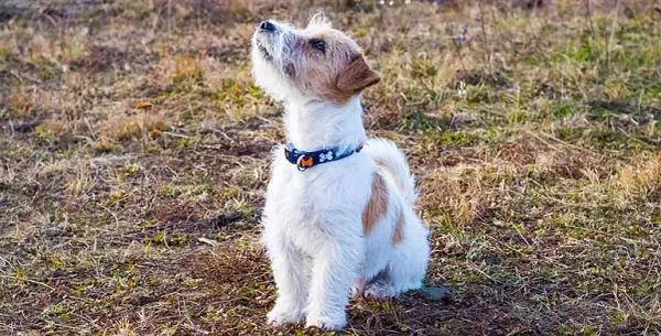 Jak wytresować jack russell terrier, aby uniknąć frustracji i problemów